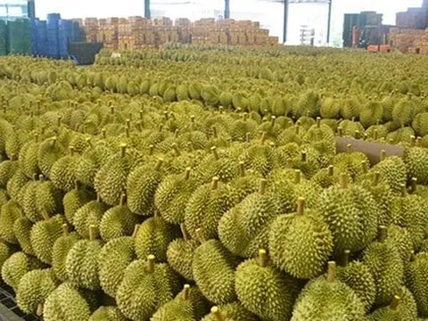 Láng giềng Việt Nam đón tin vui: 112 trang trại sầu riêng chính thức được cấp phép xuất khẩu sang thị trường Trung Quốc
