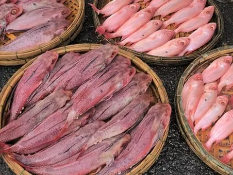 Cá "nhuộm phẩm" ở Đà Nẵng là do được rửa bằng nước ngọt có màu?