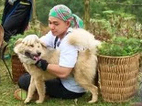 Gấu - chú chó đáng yêu trong Gia đình Haha, là 'tứ đại quốc khuyển'