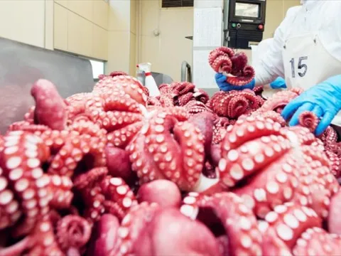 Mặt hàng Việt quen thuộc kỳ vọng thu 700 triệu đô, được Hàn, Nhật mua mạnh: Chìa khóa phát triển bền vững