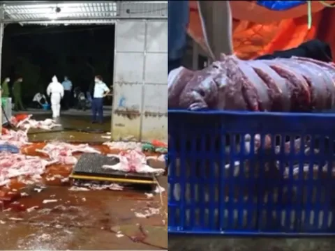 Vụ triệt phá 3 đường dây giết mổ, buôn bán lợn bệnh tại Hà Nội: Tuồn cả nghìn con lợn bệnh ra thị trường, thu lợi 400 triệu chỉ trong 2 tháng