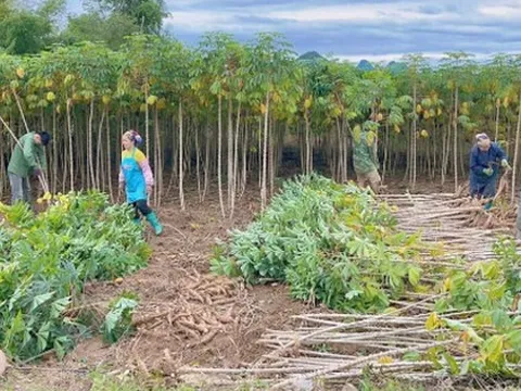 Một 'mỏ vàng dưới lòng đất' của Việt Nam khiến Trung Quốc có bao nhiêu mua bấy nhiêu: Thu về gần 700 triệu kể từ đầu năm, nước ta cạnh tranh với Thái Lan ngôi vương của thế giới