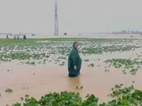 Hơn 700 ngôi nhà ở Quảng Nam bị ngập, hàng ngàn hecta đất trồng chìm trong nước lũ