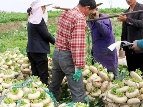 Củ cải “biến dạng” mà siêu năng suất, xưa là rau cứu đói, nay giúp “hái ra tiền”
