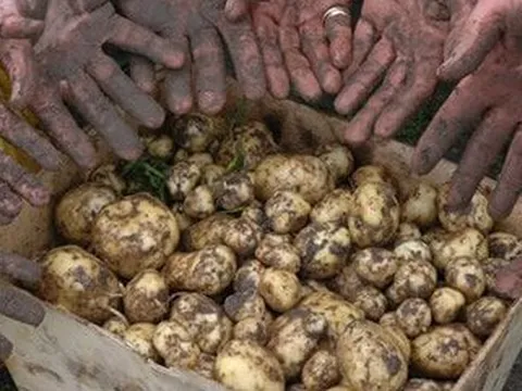 Loại củ đắt đỏ bậc nhất thế giới, giá 29 triệu đồng/kg, chỉ duy nhất một nơi có