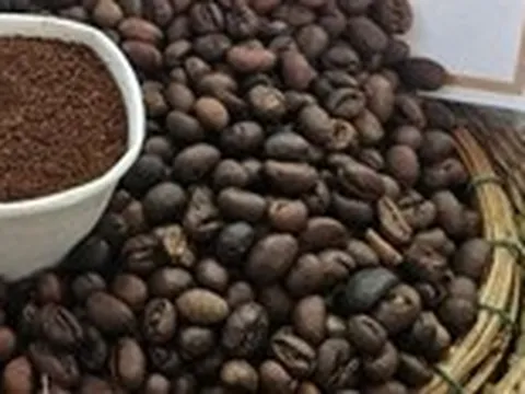 Giá cà phê Việt giảm theo đà giá thế giới, có giảm thêm?