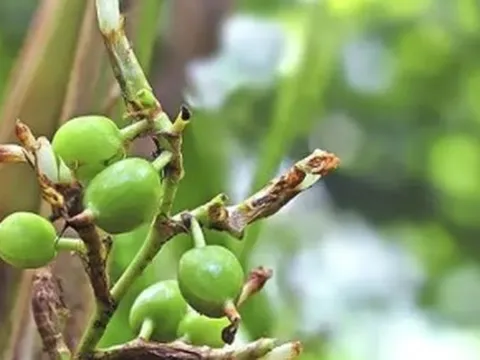 Việt Nam sở hữu 1 loại quả hiếm đắt thứ 3 thế giới: Thu về hơn 15 triệu USD trong nửa đầu năm, trên 3 năm mới có thể thu hoạch
