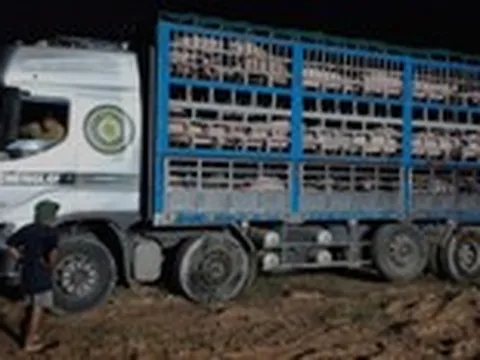 Kiểm tra xe tải, phát hiện hàng trăm con heo nhiễm dịch tả heo châu Phi