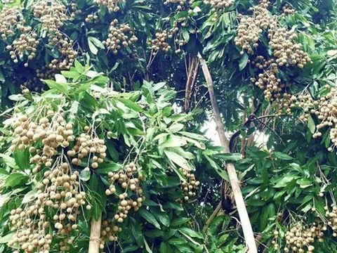 Không chỉ ở Hưng Yên Việt Nam, 'quả tiến vua' có vụ mùa bội thu tại Thái Lan, sản lượng khủng hơn 1 triệu tấn có nguy cơ cần 'giải cứu'
