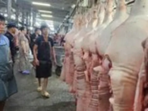 Giá heo liên tục giảm do ảnh hưởng dịch bệnh?