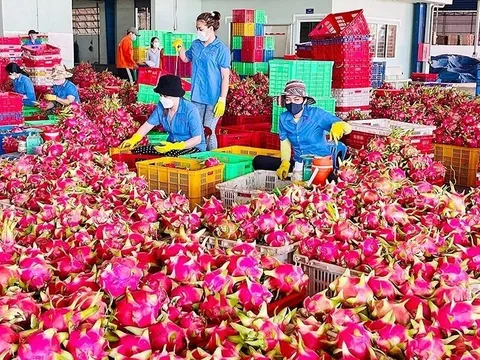 Nông sản Việt 'tắc đường' sang châu Âu