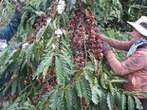 Giá cà phê diễn biến trái chiều, lo ngại giá có thể giảm thêm