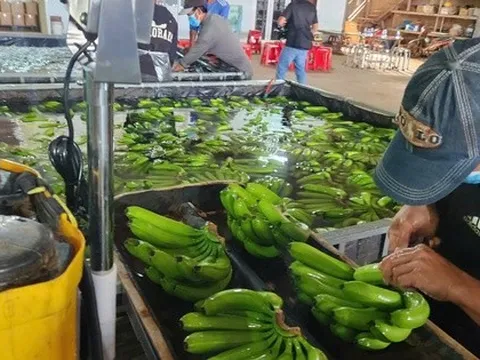 Sau sầu riêng, đâu là loại trái cây tỉ đô mới của Việt Nam?