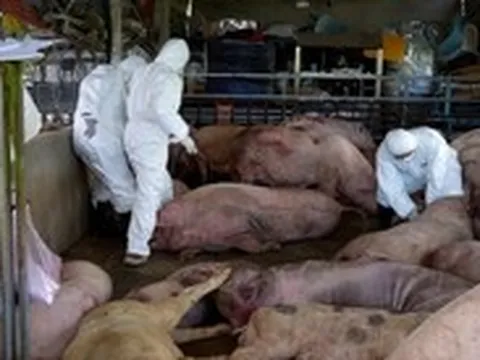 Đang tuồn heo từ điểm dịch tả heo châu Phi ra ngoài thì công an phát hiện
