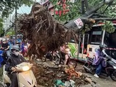 Dông lốc ở Hà Nội quật ngã nhiều cây xanh, cột điện