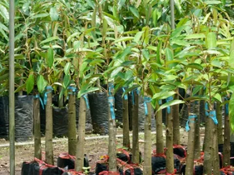 Không phải sầu riêng, cứu tinh từ Capuchia đổ bộ giúp Việt Nam đua với Thái Lan: Là 'cây quý' thu về hàng tỷ USD mỗi năm, Trung Quốc liên tục săn lùng