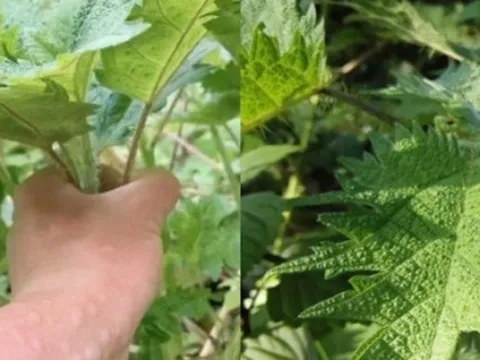 Việt Nam có giống cây chạm vào là ngứa, dân khéo biến hóa thành “mỏ tiền”