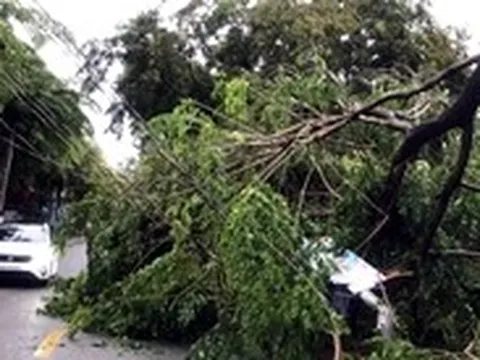 Dông lốc quét qua Đồng Nai, hàng loạt cây xanh, trụ điện ngã đổ, nhà tốc mái