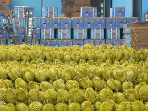 Xuất hiện cứu tinh cho ngành sầu riêng Việt Nam: Xuất khẩu tăng gấp 3 lần, đến Thái Lan cũng mạnh tay chốt đơn