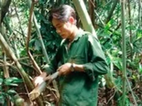 Mùa săn măng