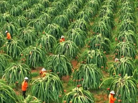 Không phải sầu riêng, một loại 'siêu trái cây' đang gặp khó tại Trung Quốc: Giá bất ngờ lao dốc 1 nửa, Việt Nam trồng nhiều nhất thế giới