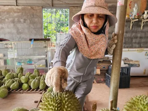 Sầu riêng rớt giá do... ông trời