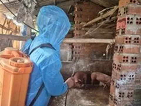 Mẫu xác heo thả trôi trên mương tại Đắk Lắk dương tính với vi rút dịch tả heo châu Phi