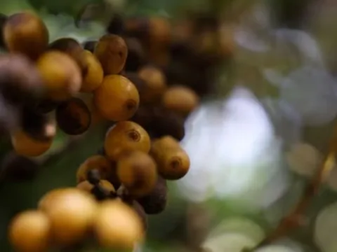 Nga, châu Âu đua nhau săn một ‘mỏ vàng’ đứng thứ 2 thế giới của Việt Nam: Thuế xuất khẩu 0%, là mặt hàng Moscow không trồng được