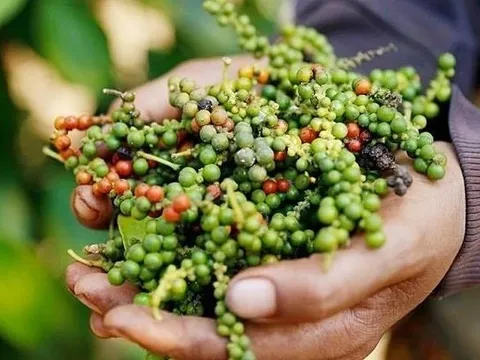 Hiệp hội Hồ tiêu và cây gia vị 'kêu cứu'