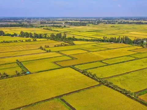 Giá gạo Việt Nam đang cao nhất thế giới, dự đoán còn tăng bất ngờ