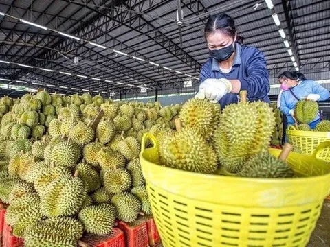 Thủ tướng yêu cầu khẩn trương khắc phục các cảnh báo từ EU
