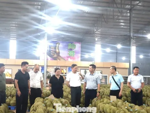 Doanh nghiệp Trung Quốc nói gì về chất lượng sầu riêng Việt Nam?