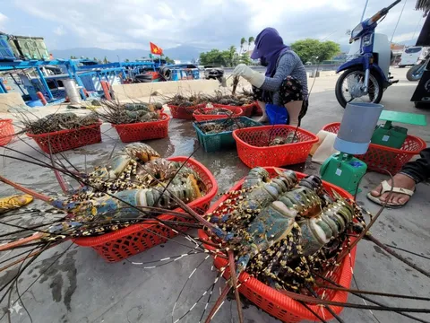 Trung Quốc đang tăng ‘săn’ báu vật dưới nước gì của Việt Nam dịp Trung thu, Tết năm nay?