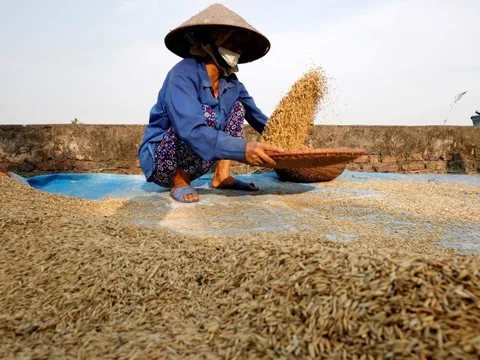 Philippines ra lệnh tạm ngừng nhập khẩu gạo, Việt Nam tăng mạnh xuất khẩu sang những thị trường nào?