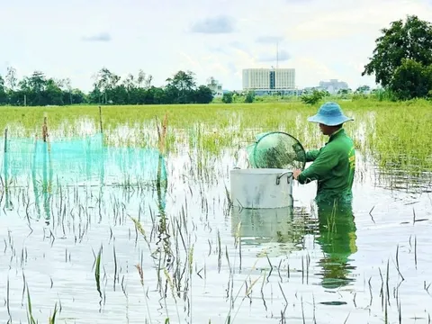Đỉnh lũ Đồng bằng sông Cửu Long sẽ xuất hiện đầu tháng 10