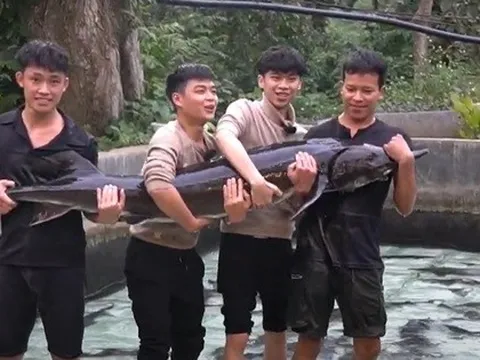 Cá tầm "15 năm tuổi" lớn nhất Việt Nam sắp được chào bán