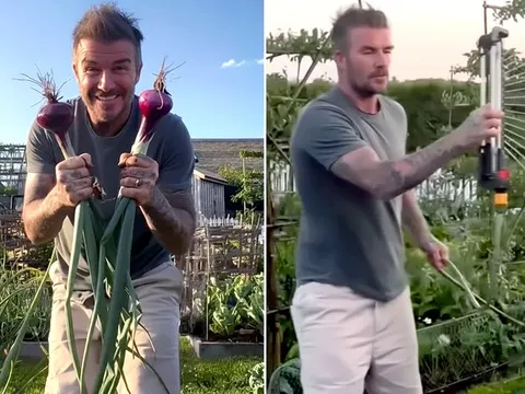 Hết khoe cà rốt, David Beckham khoe hành