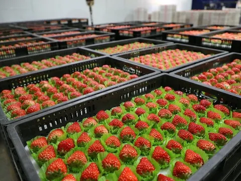 Loại quả của Việt Nam được khen 'ngon hơn hàng Hàn Quốc', lên cả máy bay đi quốc tế: xuất khẩu tăng khủng gần 1.000%, sản lượng vượt 9.000 tấn/năm