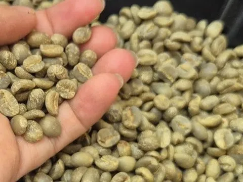 Giá cà phê hôm nay 24-10: Quá kịch tính