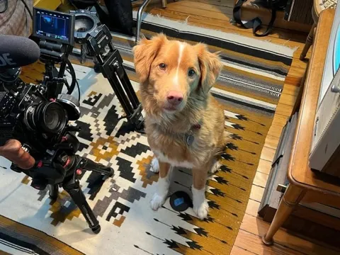 Chú chó trong phim kinh dị Good Boy tranh Oscar, cùng hạng mục với Leonardo DiCaprio?