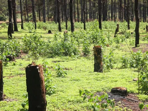 Rừng thông Đak Đoa tuyệt đẹp liên tục bị trộm, tỉnh Gia Lai chỉ đạo khẩn