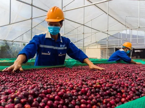 VCCI kiến nghị gỡ "hàng rào" thuế gây khó doanh nghiệp ngành nông nghiệp