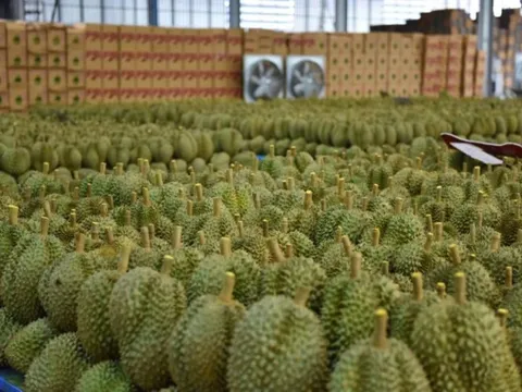 Đối thủ sầu riêng của Việt Nam, Thái Lan tăng tốc tại thị trường châu Âu, Mỹ: xuất khẩu gấp 3 lần, Trung Quốc vẫn là 'mỏ vàng' lớn nhất