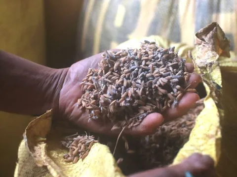 Nhiều hộ kinh doanh lúa gạo ở Đà Nẵng khóc ròng