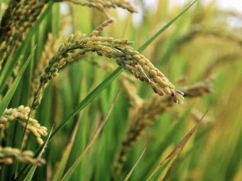 Quốc gia mua gạo nhiều nhất thế giới vừa gia hạn lệnh cấm nhập khẩu đến hết năm 2025, đề xuất áp thuế lên đến 50% từ những thị trường này