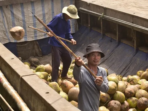 Ngành dừa Việt Nam hướng tới thương hiệu dừa xanh, sạch và ít phát thải