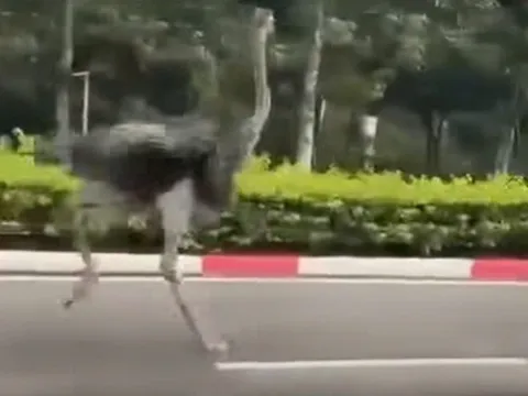 Tìm chủ nhân đà điểu chạy bộ trong Khu công nghiệp Mỹ Phước, TP.HCM