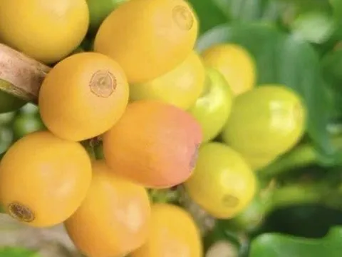 Giá cà phê hôm nay 12-11: Arabica lại tăng nóng, Robusta có diễn biến bất ngờ