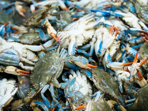 Mỹ tạm hoãn lệnh cấm nhập khẩu ghẹ từ Việt Nam, Bitcoin giảm dưới mốc 100.000 USD