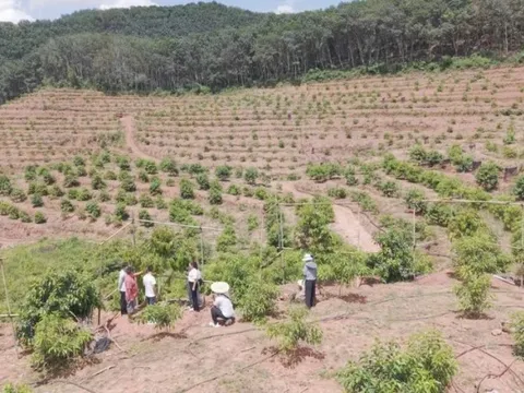 Trung Quốc tuyên bố vừa thử nghiệm thành công sầu riêng tại Vân Nam: Hướng tới giấc mơ “tự do sầu riêng”, diện tích trồng ra sao?